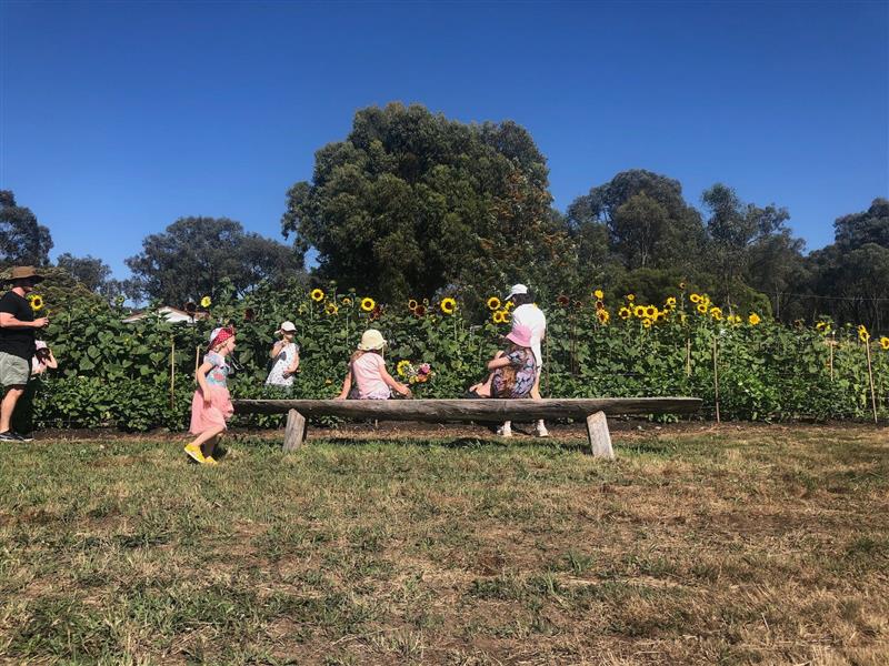 A young girl runs to her friends, who sit overlooking tall sunflowers under a clear blue sky