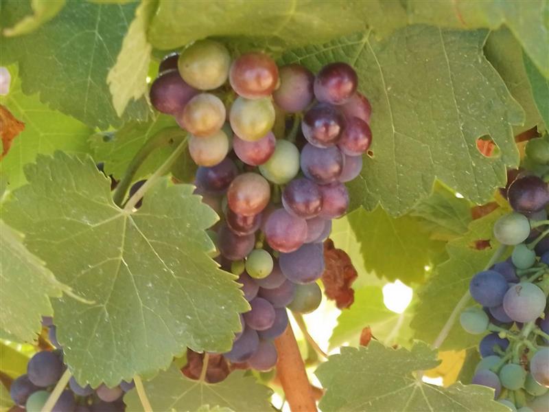 Our award winning  Eagle grapes - hand picked