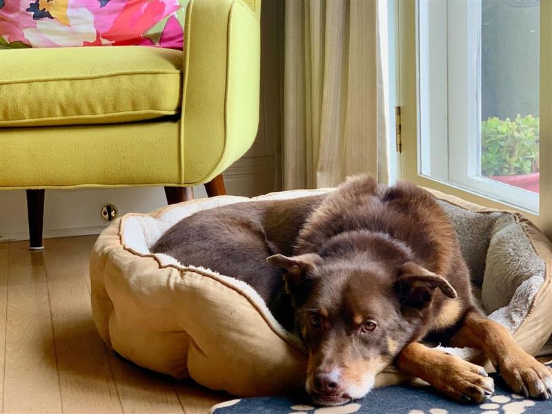 dog friendly yarra valley accommodation