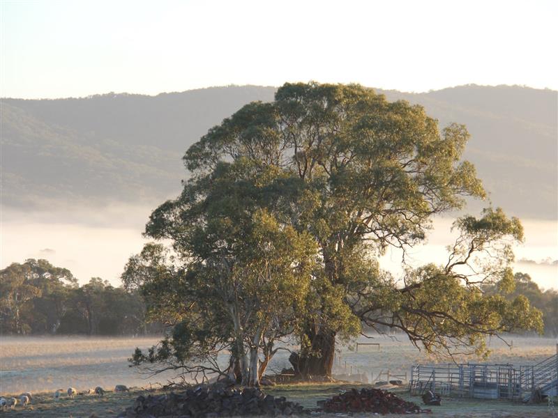 The Big Tree at Jack's Springs Farm