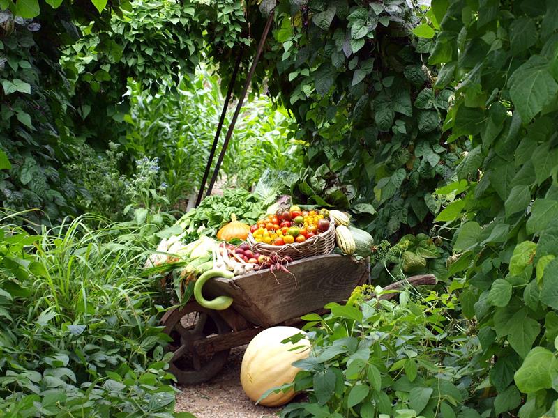 The bountiful Kitchen Garden at Heronswood