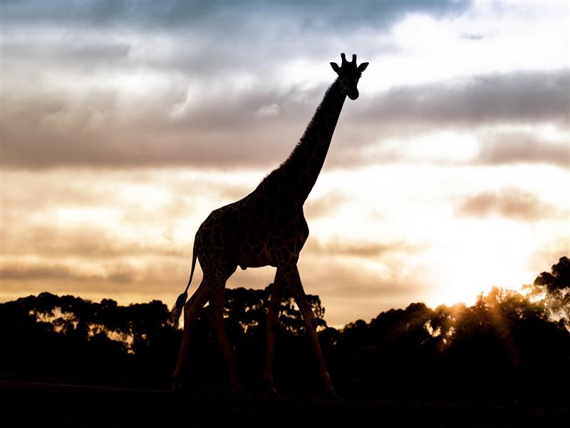 A giraffe in the sunset at Werribee Open Range Zoo