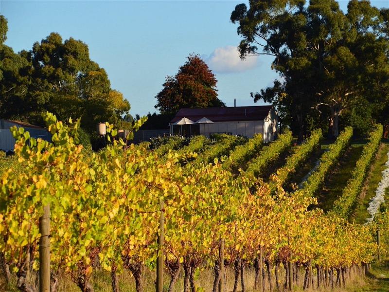 Autumn Vineyards
