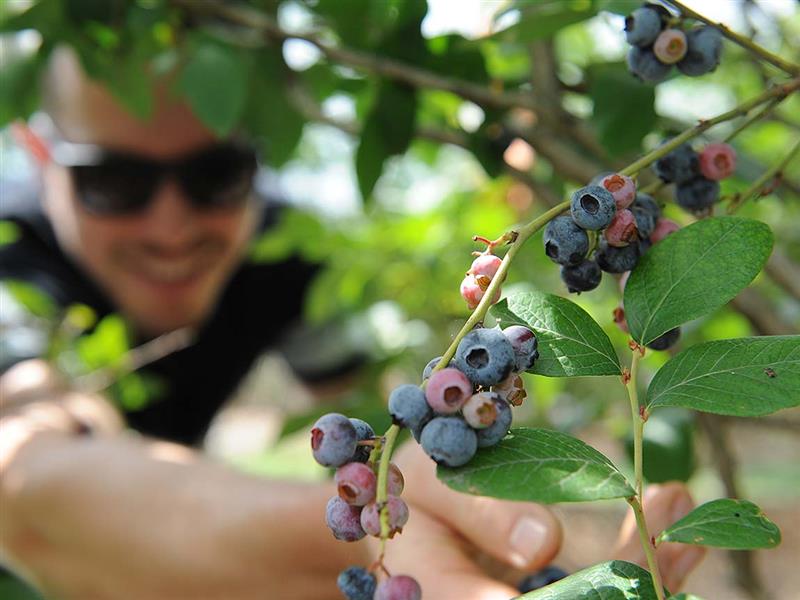 Berry picking, Geelong and the Bellarine, Victoria, Austalia