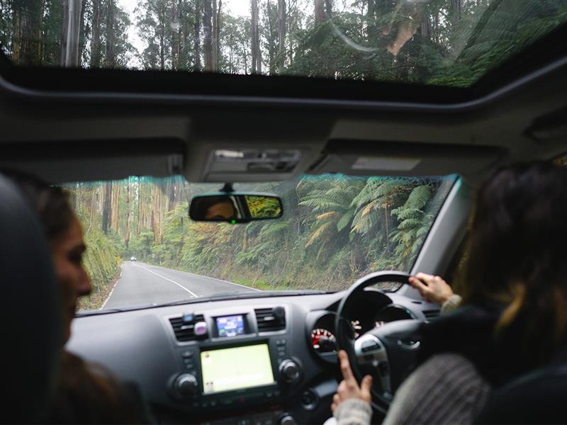 Black Spur Drive, Yarra Valley & Dandenong Ranges, Victoria. 