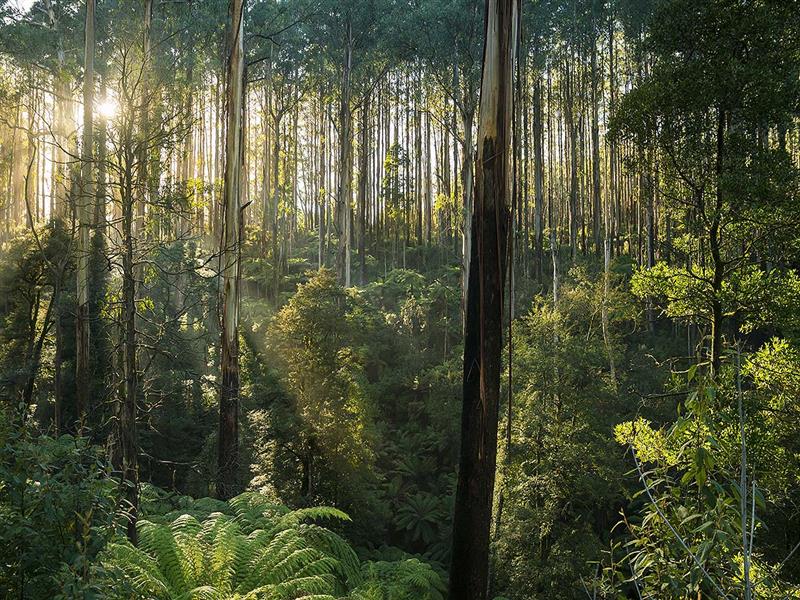Black Spur, Yarra Valley and Dandenong Ranges, Victoria, Australia