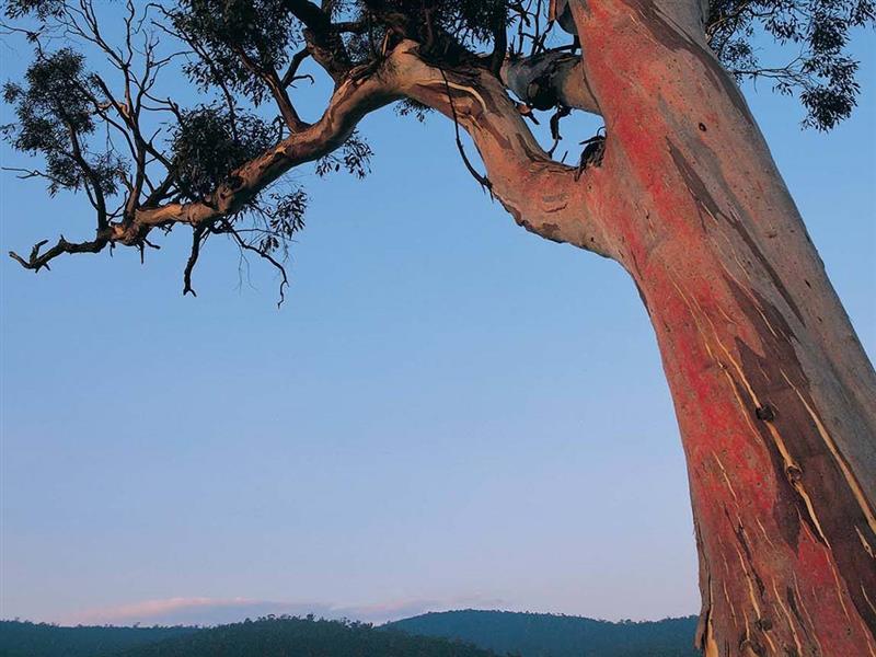Bogong High Plains, High Country, Victoria, Australia