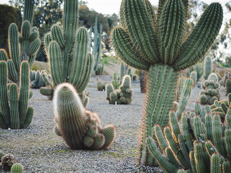Cactus Country, The Murray, Victoria, Australia