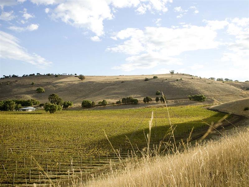 Clyde Park Vineyard, Geelong and the Bellarine, Victoria, Australia