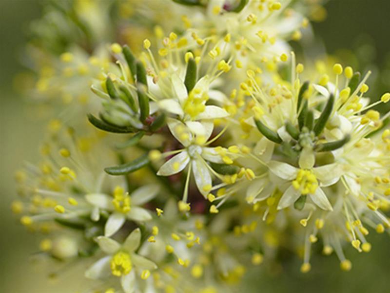 Flower, Dinner plain, High Country