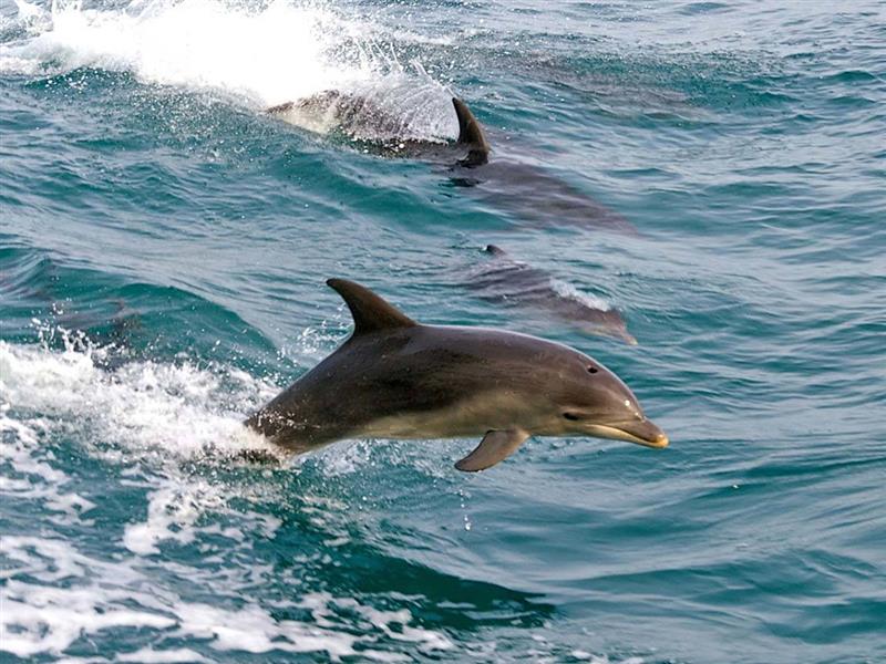 Dolphins in Port Phillip Bay, Mornington Peninsula, Victoria, Australia