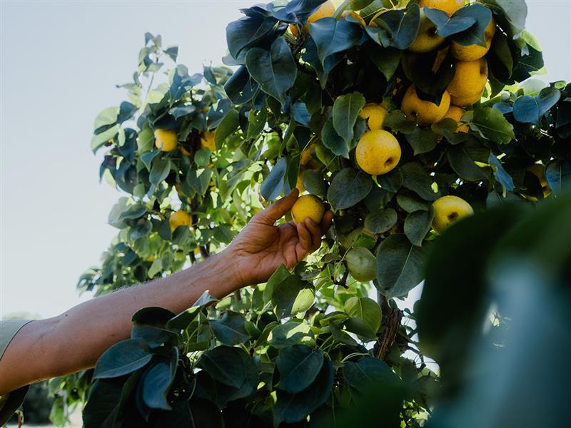 Eden Wellness Farm, The Murray, Victoria