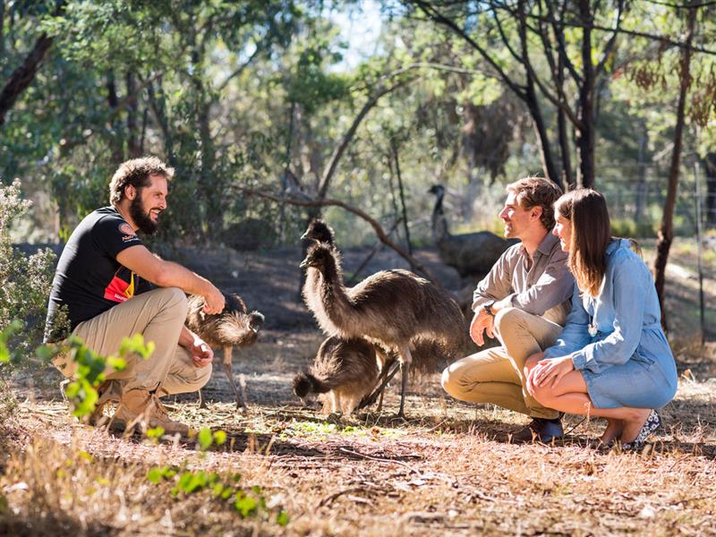 Emus at Narana Aboriginal Cultural Centre, Geelong and the Bellarine, Victoria, Australia