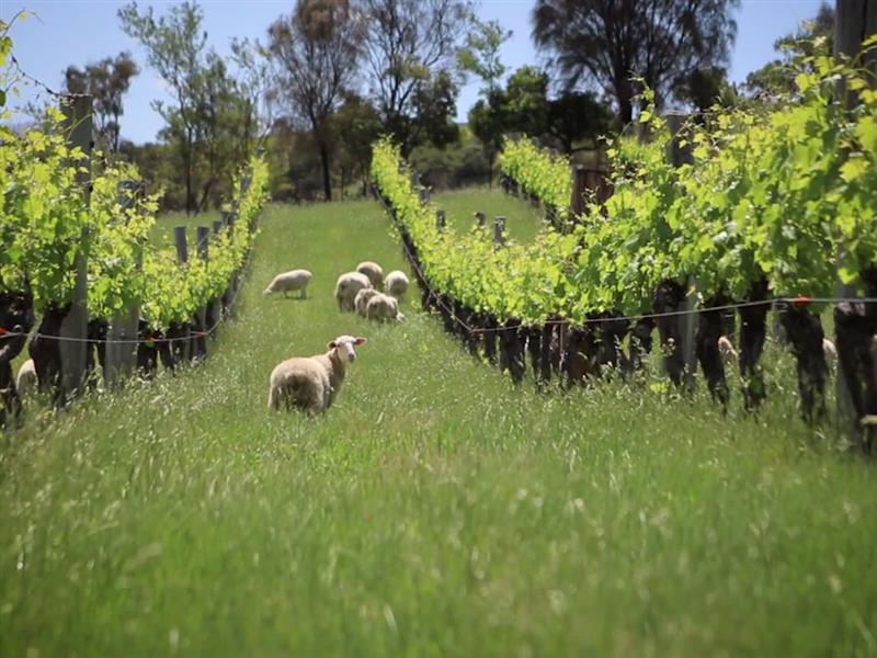 Great Alpine Road: Beer, wine and food