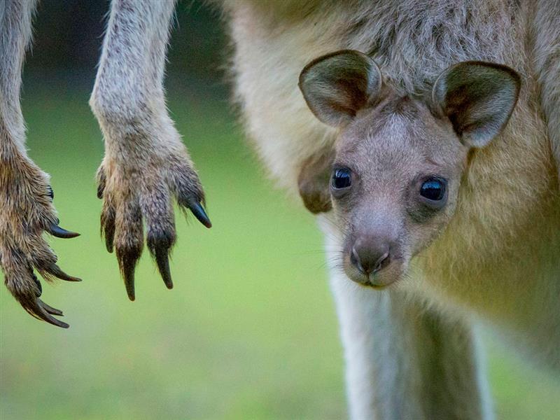 Kangaroo joey at Halls Gap in the Grampians