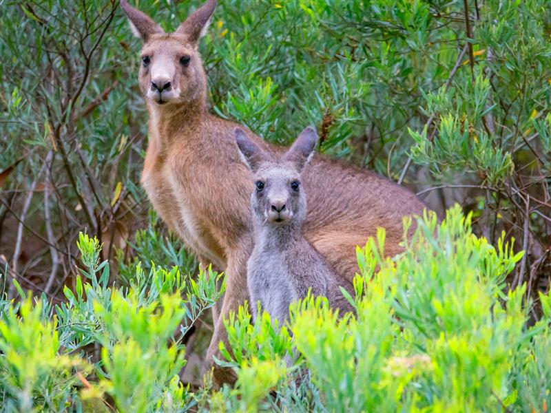Kangaroos at Halls Gap