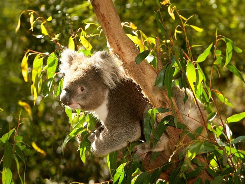 Koala at Healesville Sanctuary, Yarra Valley and Dandenong Ranges, Victoria, Australia