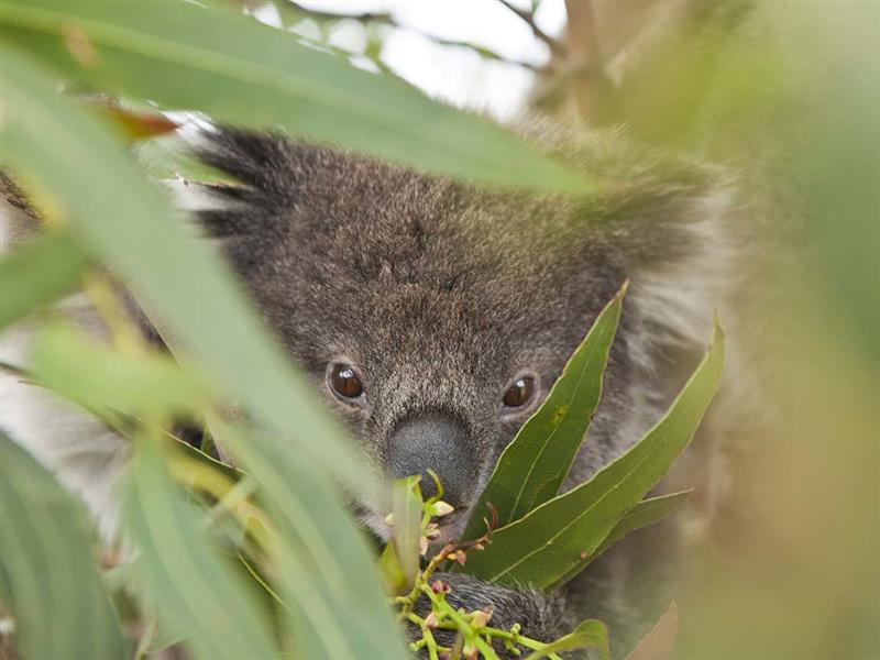Koala on the Great Ocean Walk, Great Ocean Road, Victoria, Australia