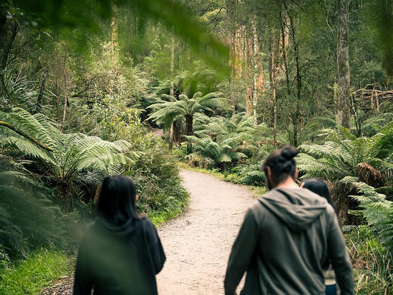 Three people walk along a fern-lined trail to the Kokoda Memorial Track in the Dandenong Ranges. Victoria, Australia.