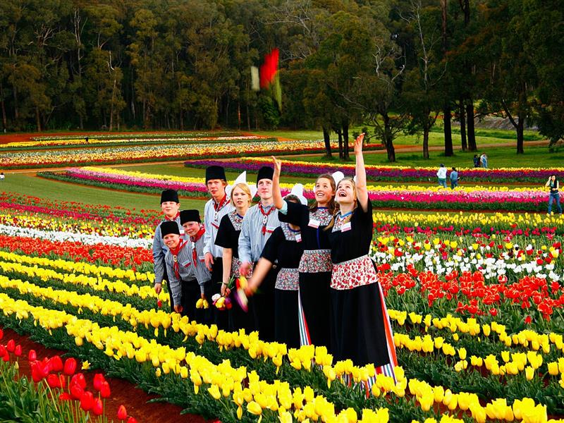Tesselaar Tulip Festival