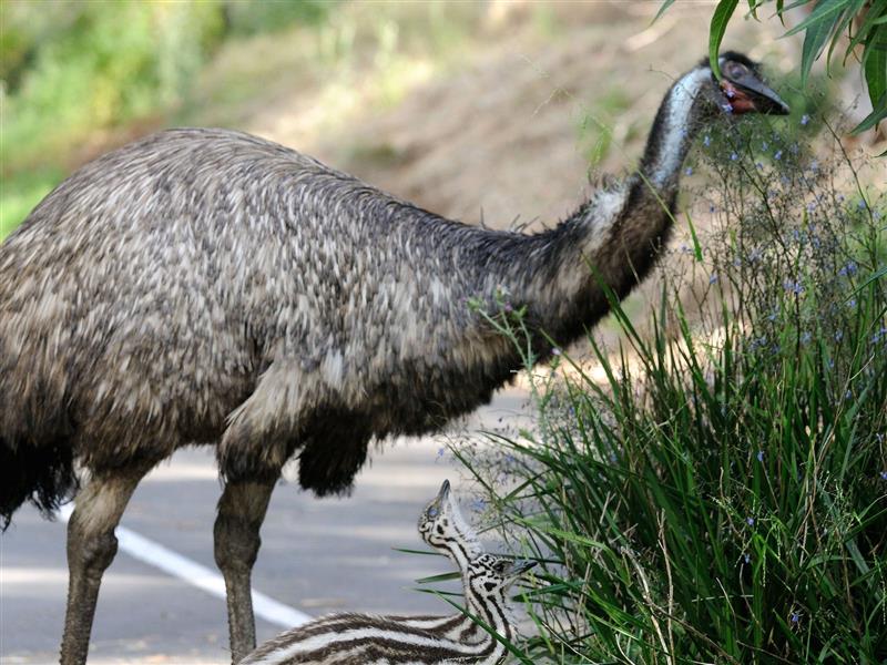 Worn Gundidj at Tower Hill Wildlife Reserve
