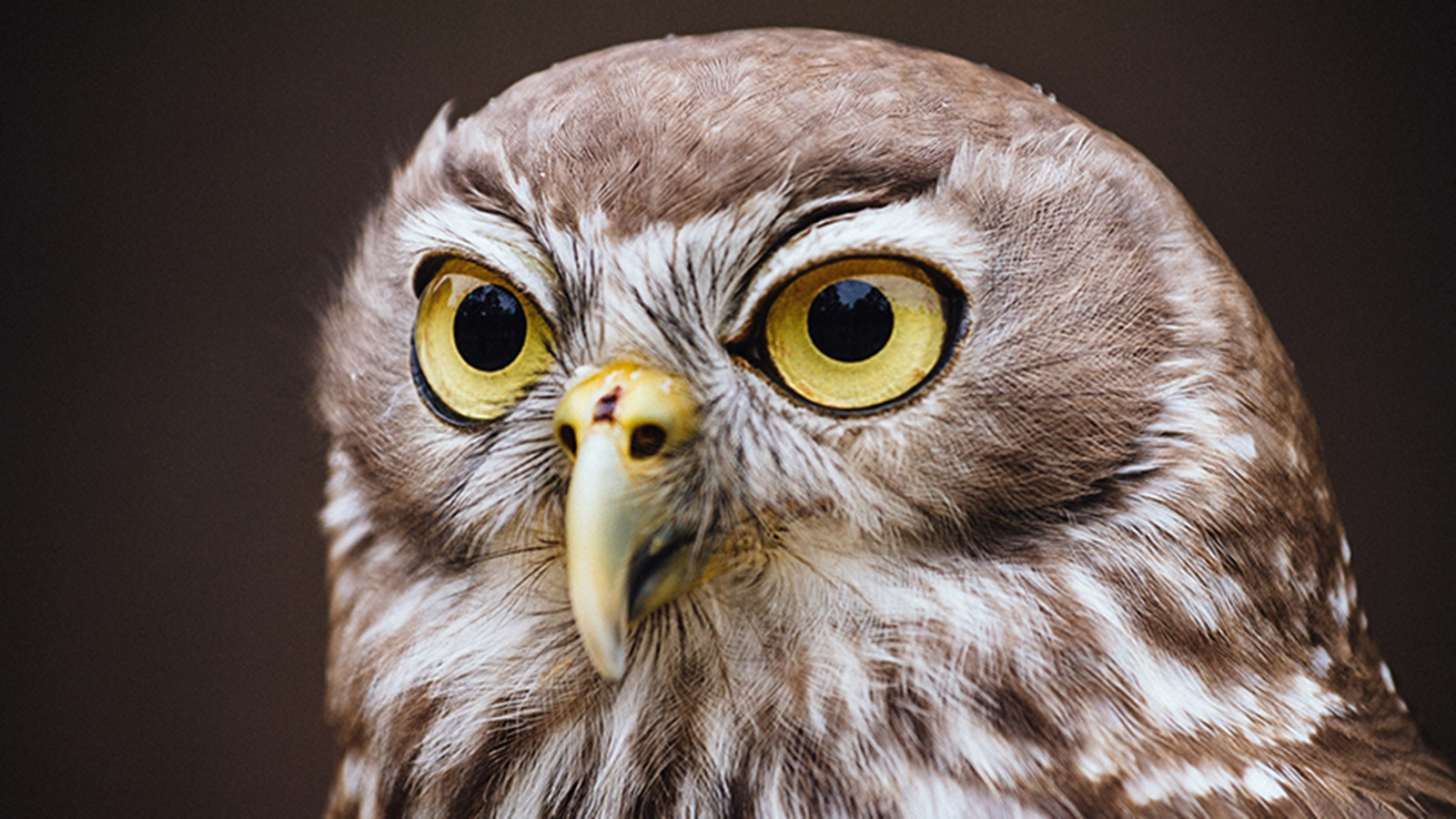 Owl. Photo by Roberto Seba.