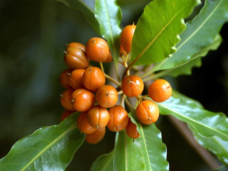 Native plants, Tower Hill Wildlife Reserve, Great Ocean Road, Victoria, Australia