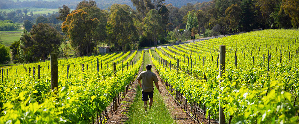Vines at Sam Miranda, King Valley, High Country, Victoria, Australia