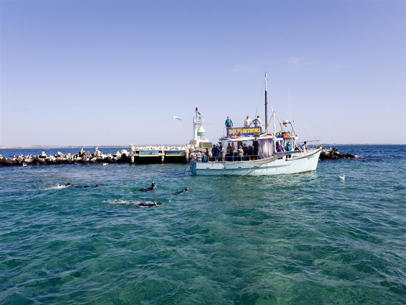 See All Dolphin Swims, Queenscliff, Geelong and the Bellarine, Victoria, Australia
