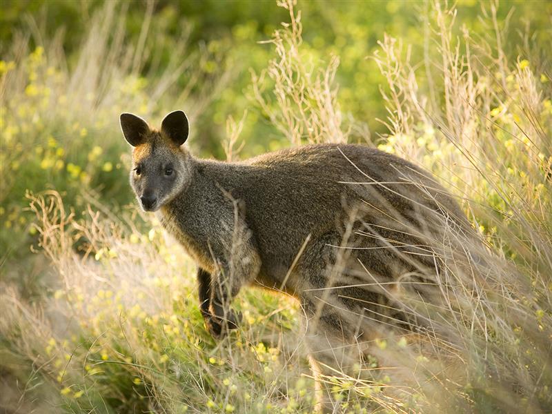 Swamp Wallaby, Port Fairy, Great Ocean Road, Victoria, Australia
