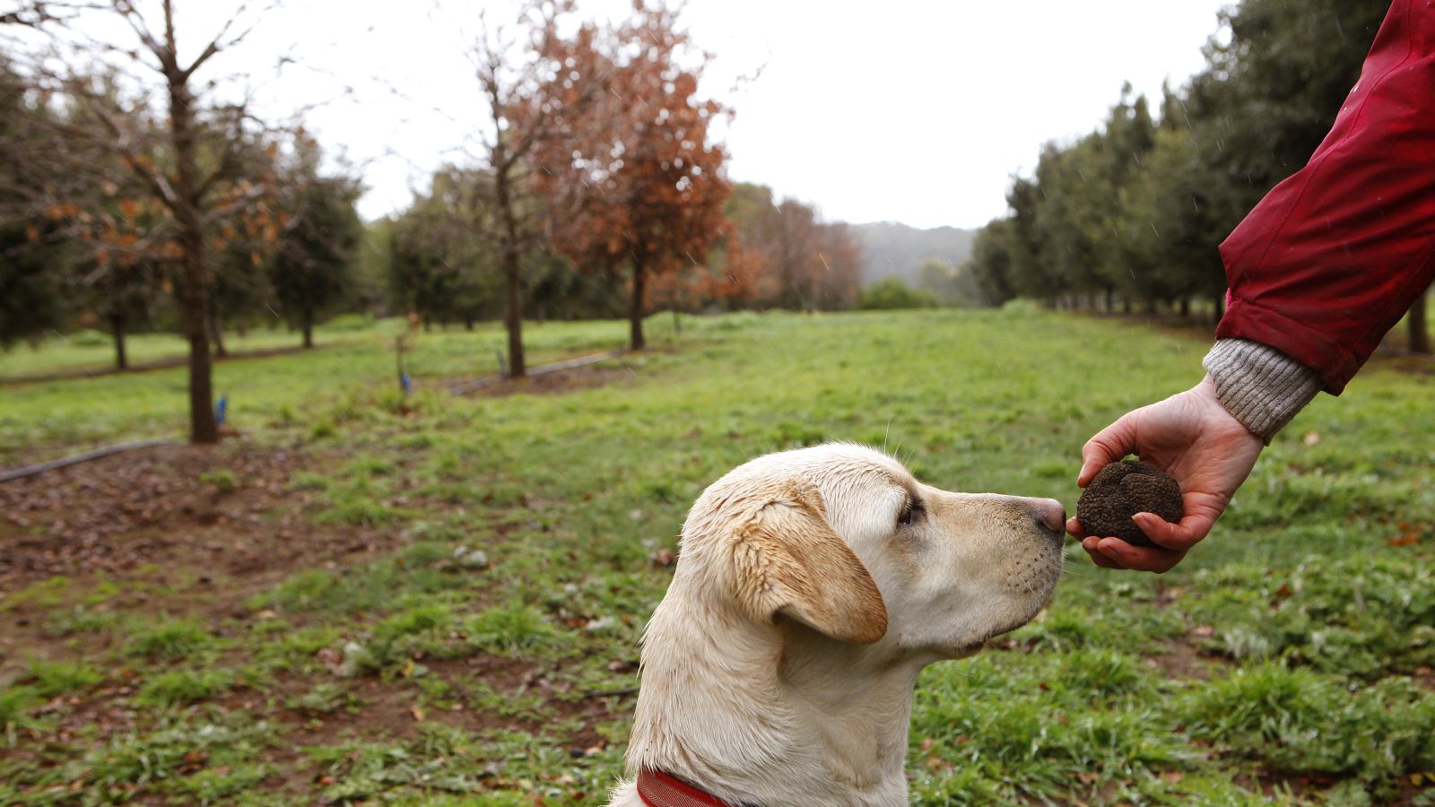 Truffle Dog at Black Cat Truffle farm