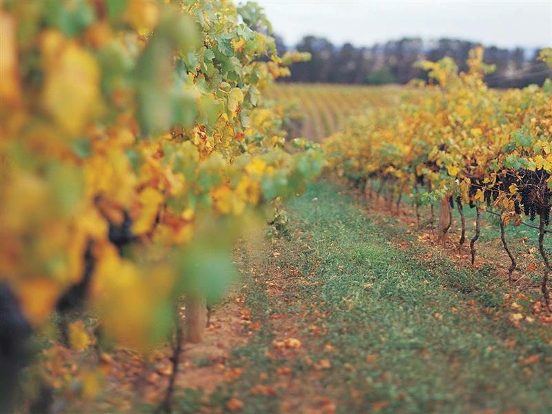 Vineyard, Great Ocean Road, Victoria, Australia