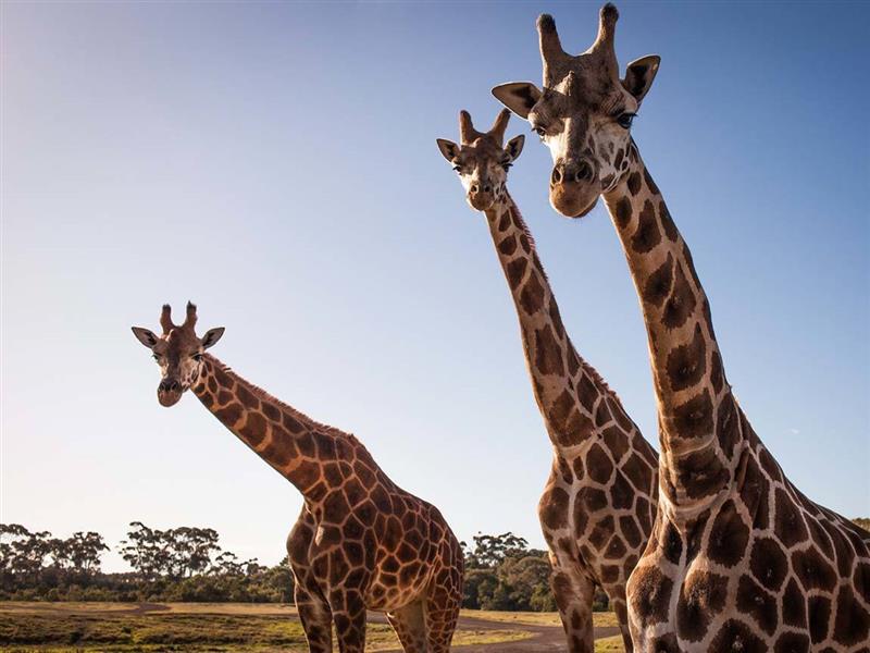 Giraffes at Werribee Open Range Zoo, Melbourne, Victoria, Australia