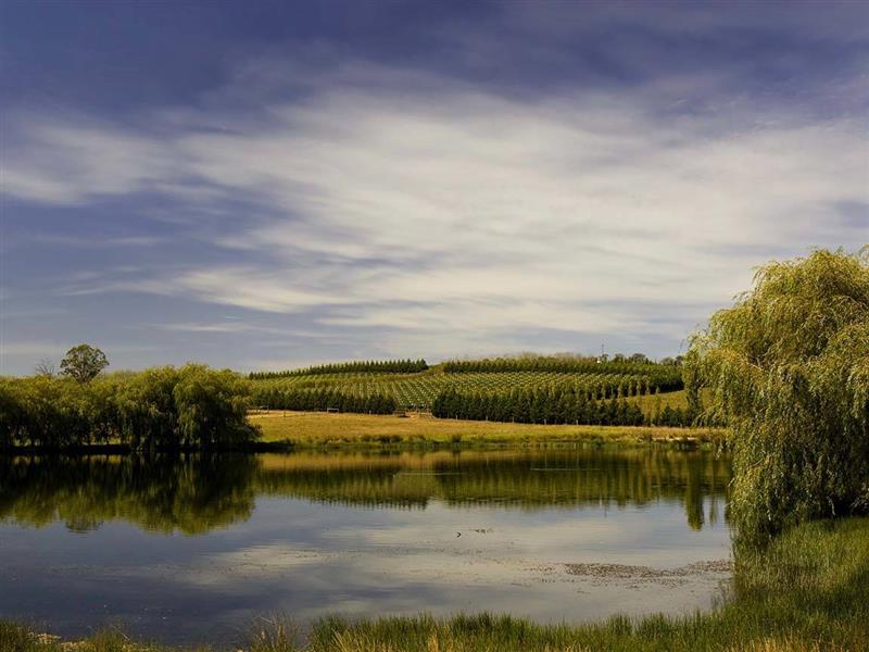 Winery in the Macedon Ranges, Daylesford and the Macedon Ranges, Victoria, Australia