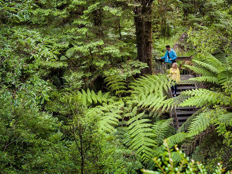 Yarra Ranges National Park, Yarra Valley and Dandenong Ranges, Victoria, Australia